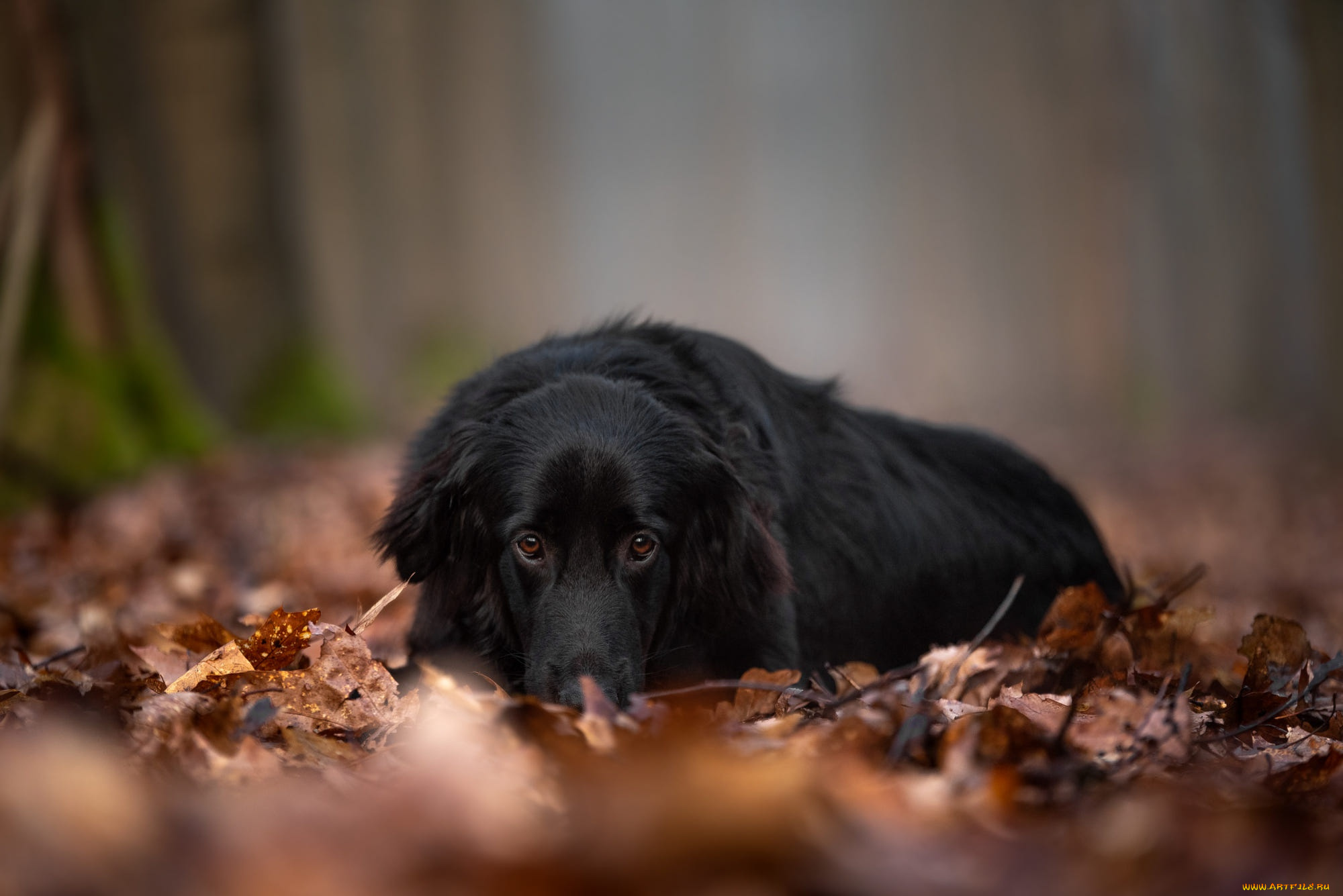 животные, собаки, собака