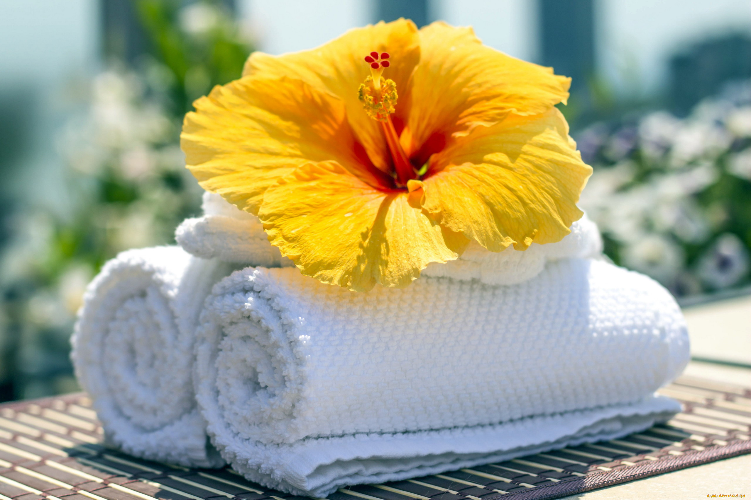 разное, предметы, быта, желтый, гибискус, одиночка, макро