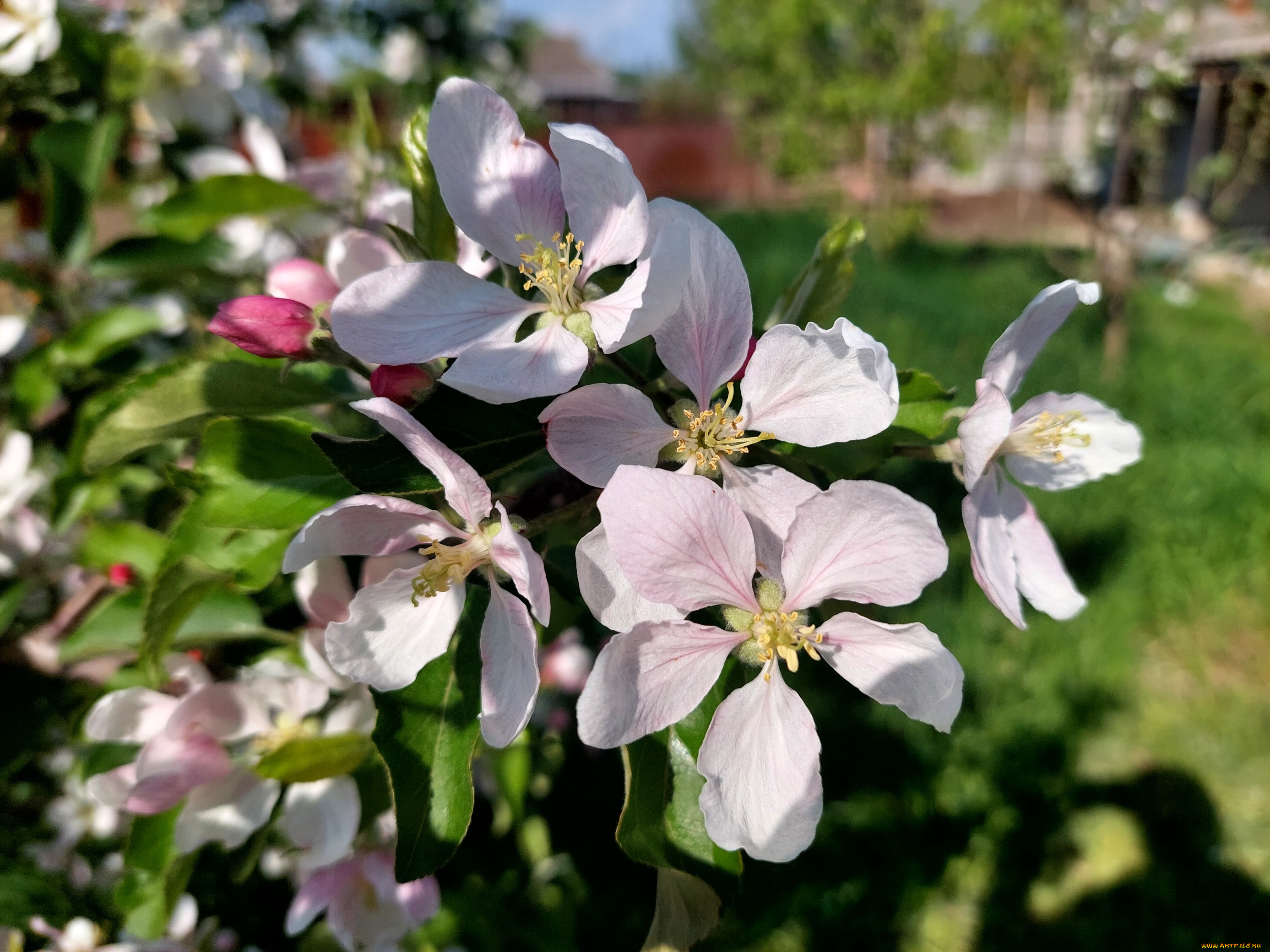 цветы, цветущие, деревья, , , кустарники, яблоня, цветение, весна, 2022