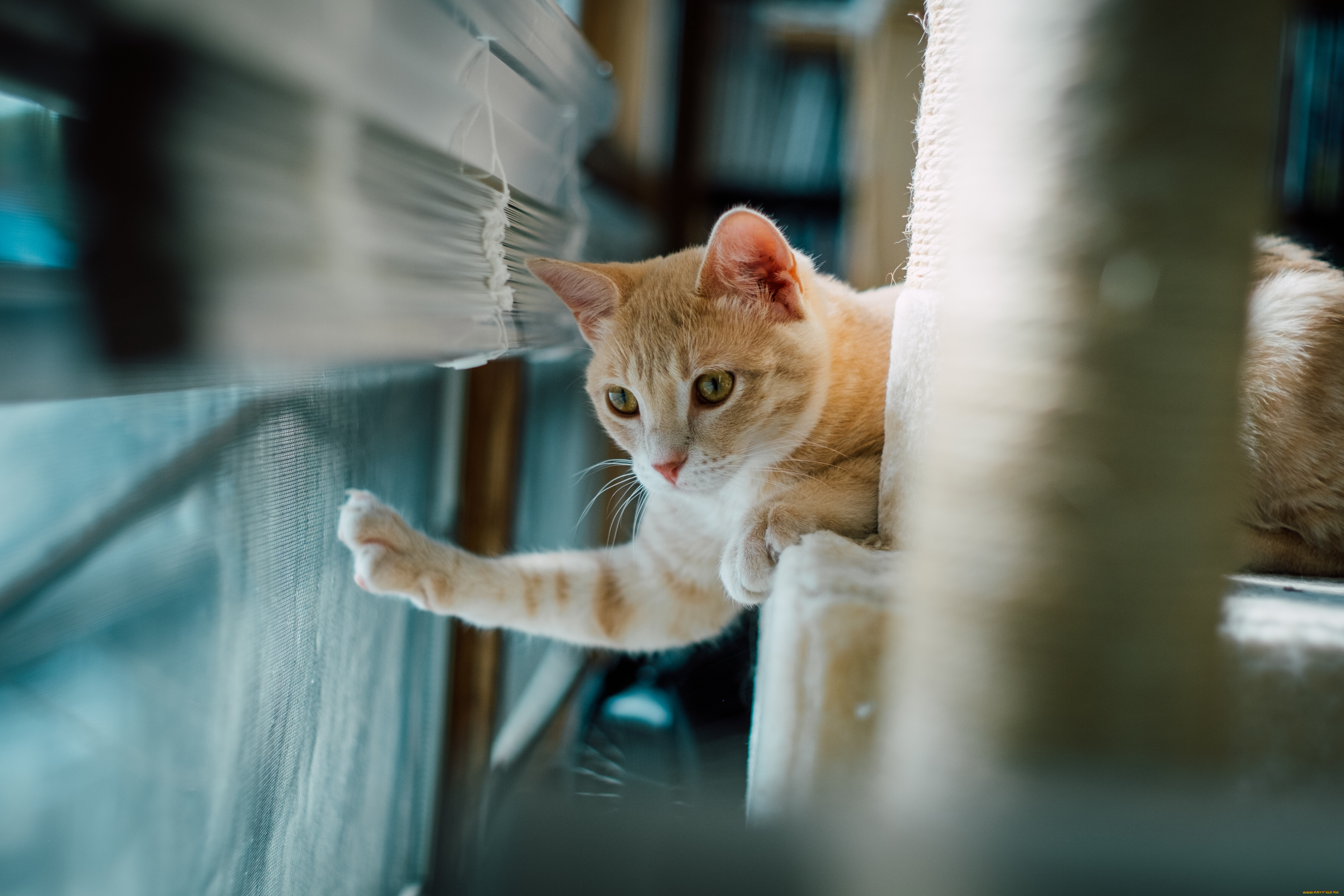 животные, коты, кот, кошка