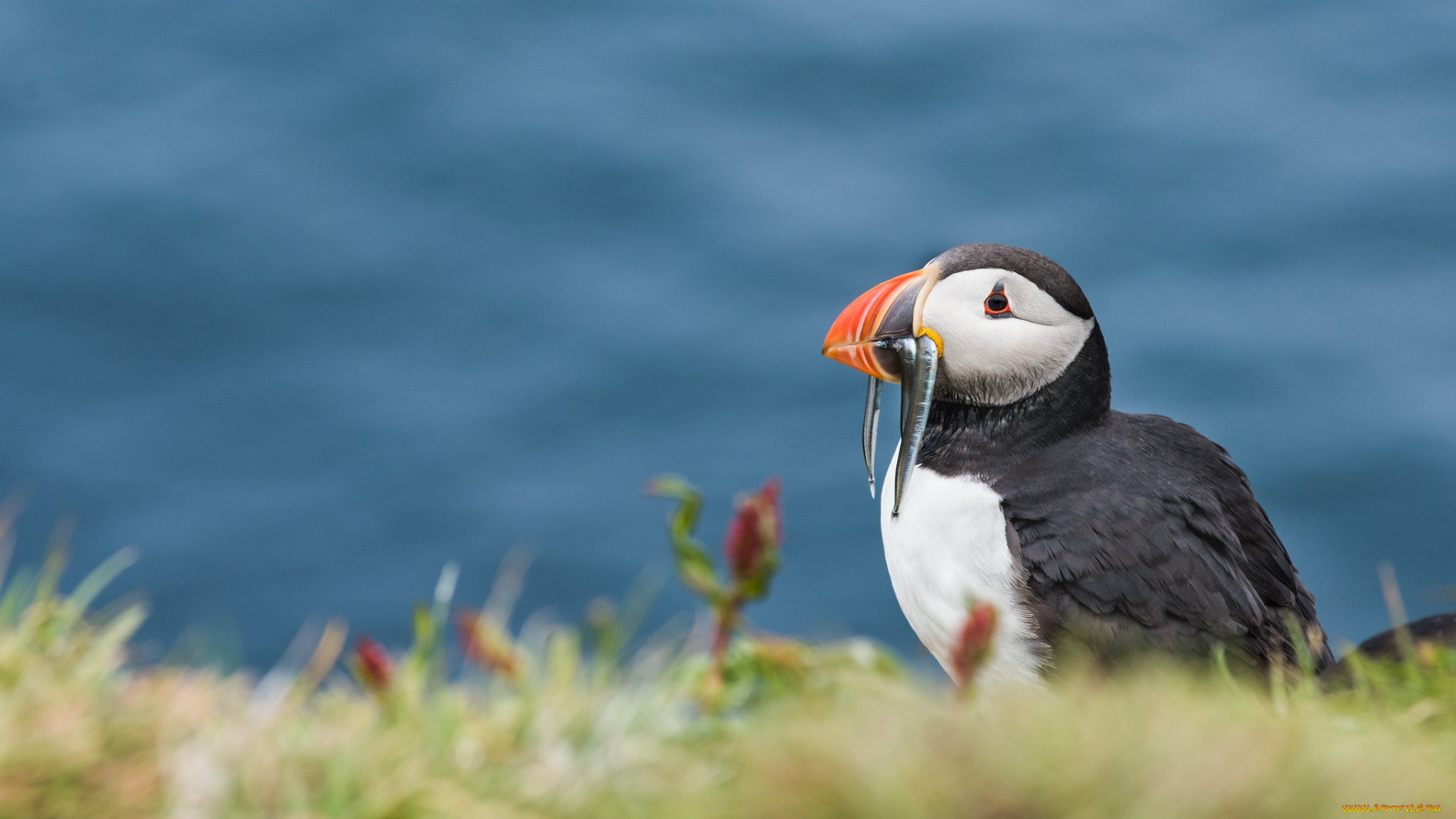 животные, тупики, птица