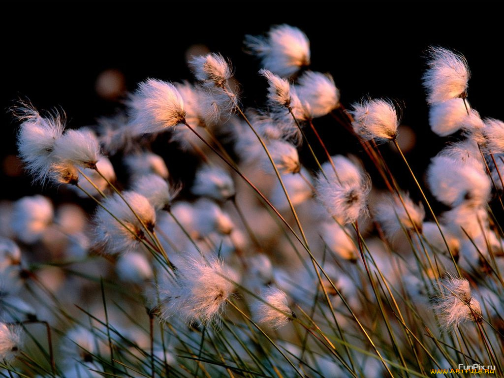 пушица, влагалищная, цветы, луговые, полевые