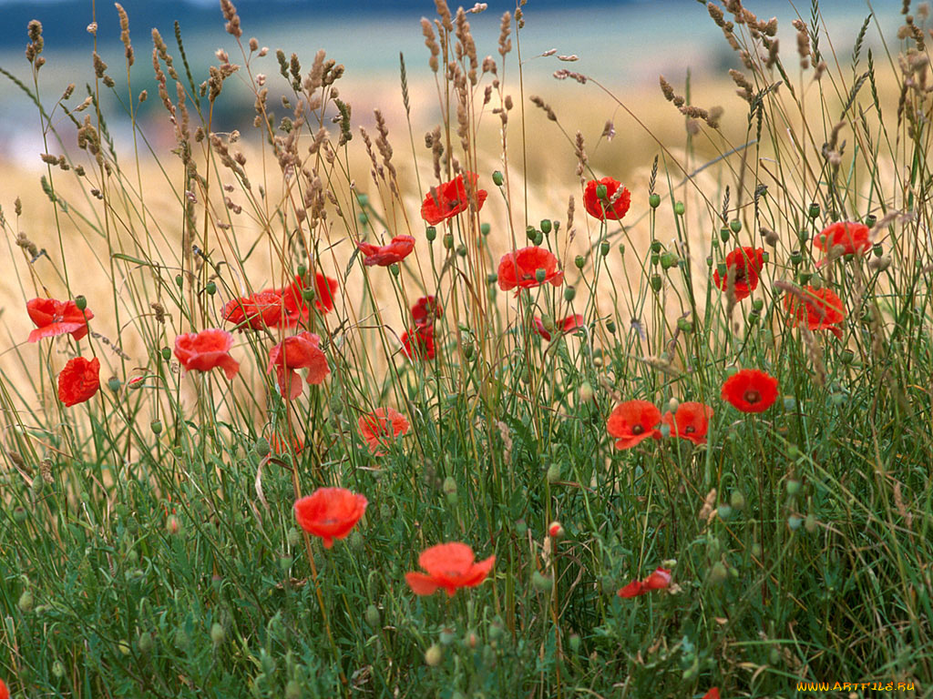цветы, маки