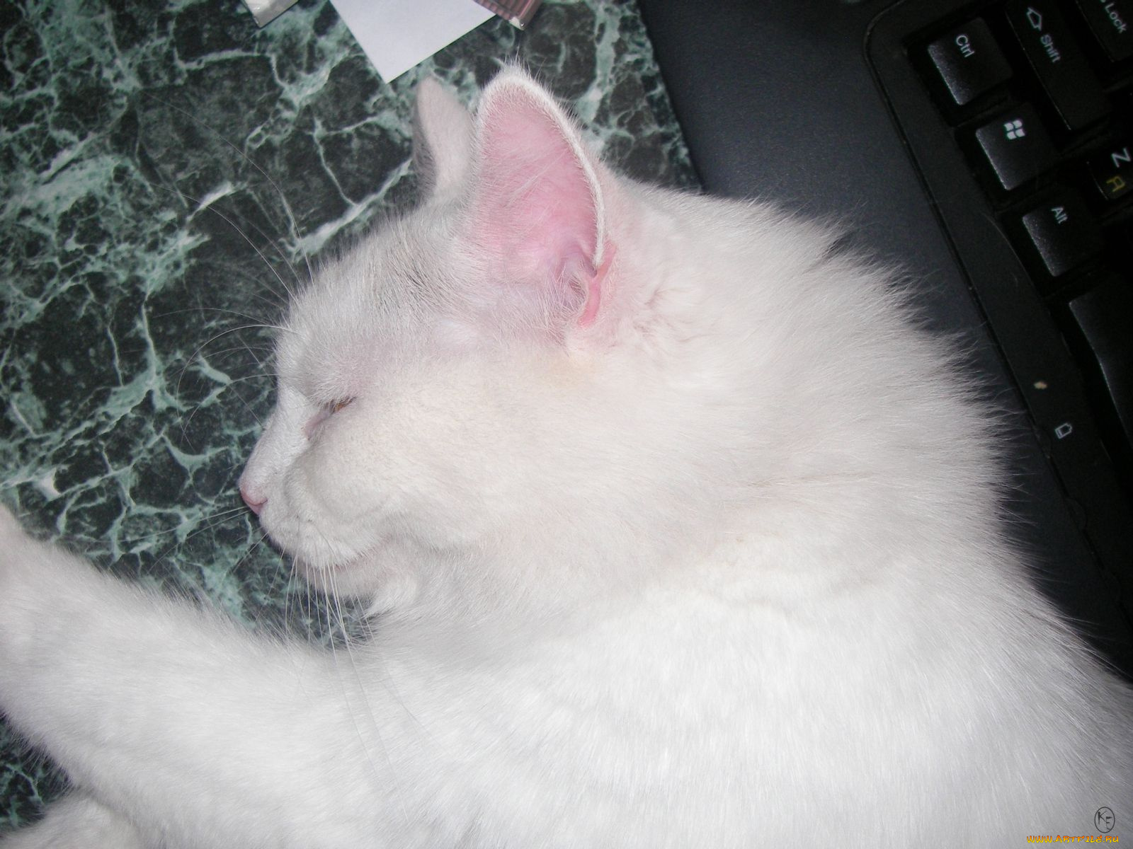 животные, коты