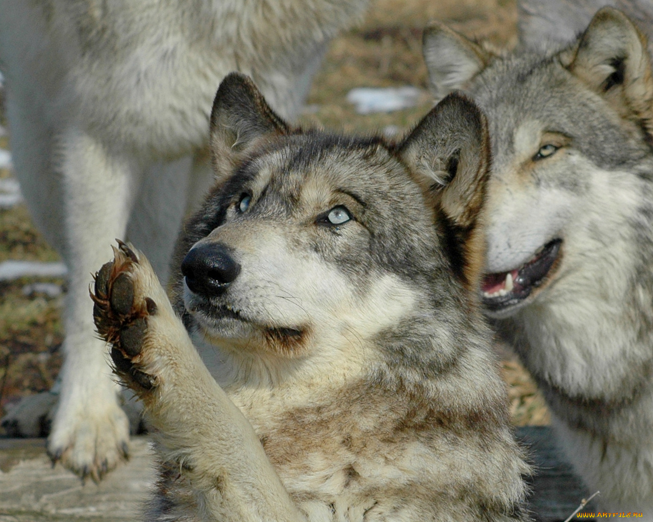 животные, волки