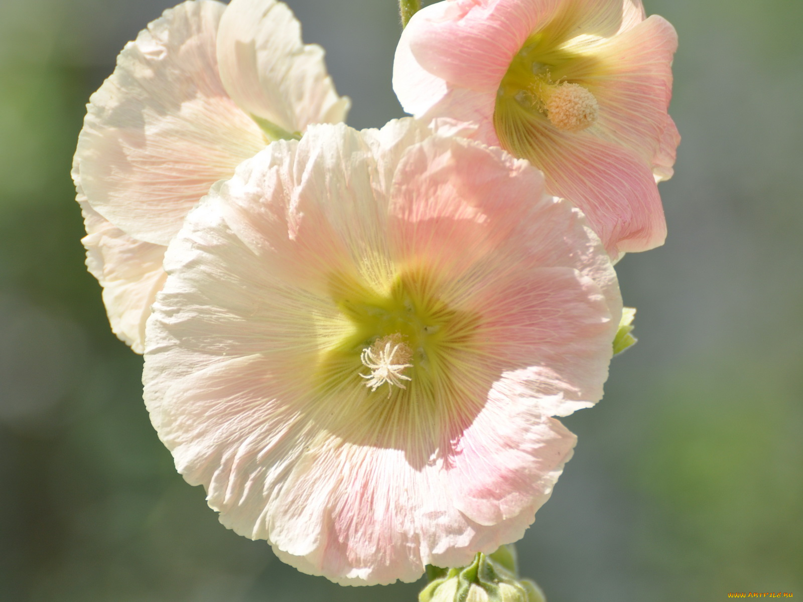 цветы, мальвы