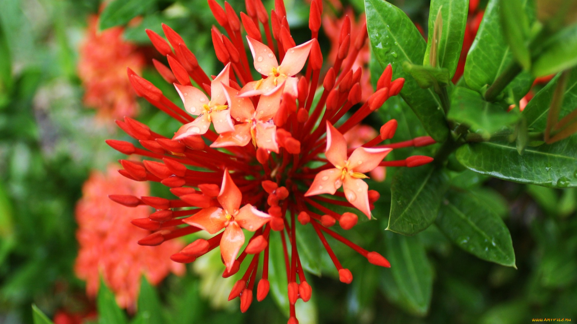 цветы, флоксы