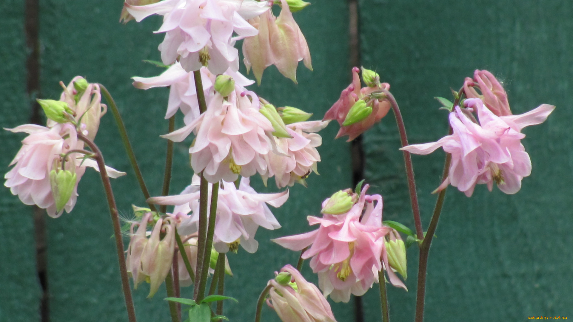 аквилегия, цветы, водосбор, нежные, розовые