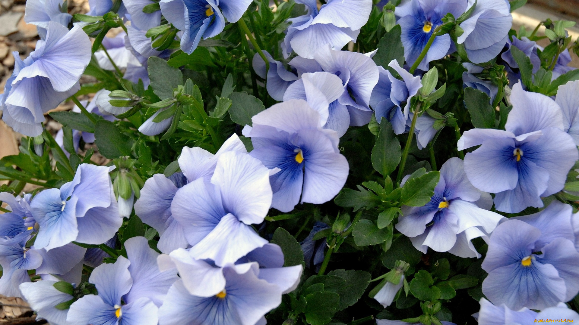 цветы, анютины, глазки, садовые, фиалки, голубой, много