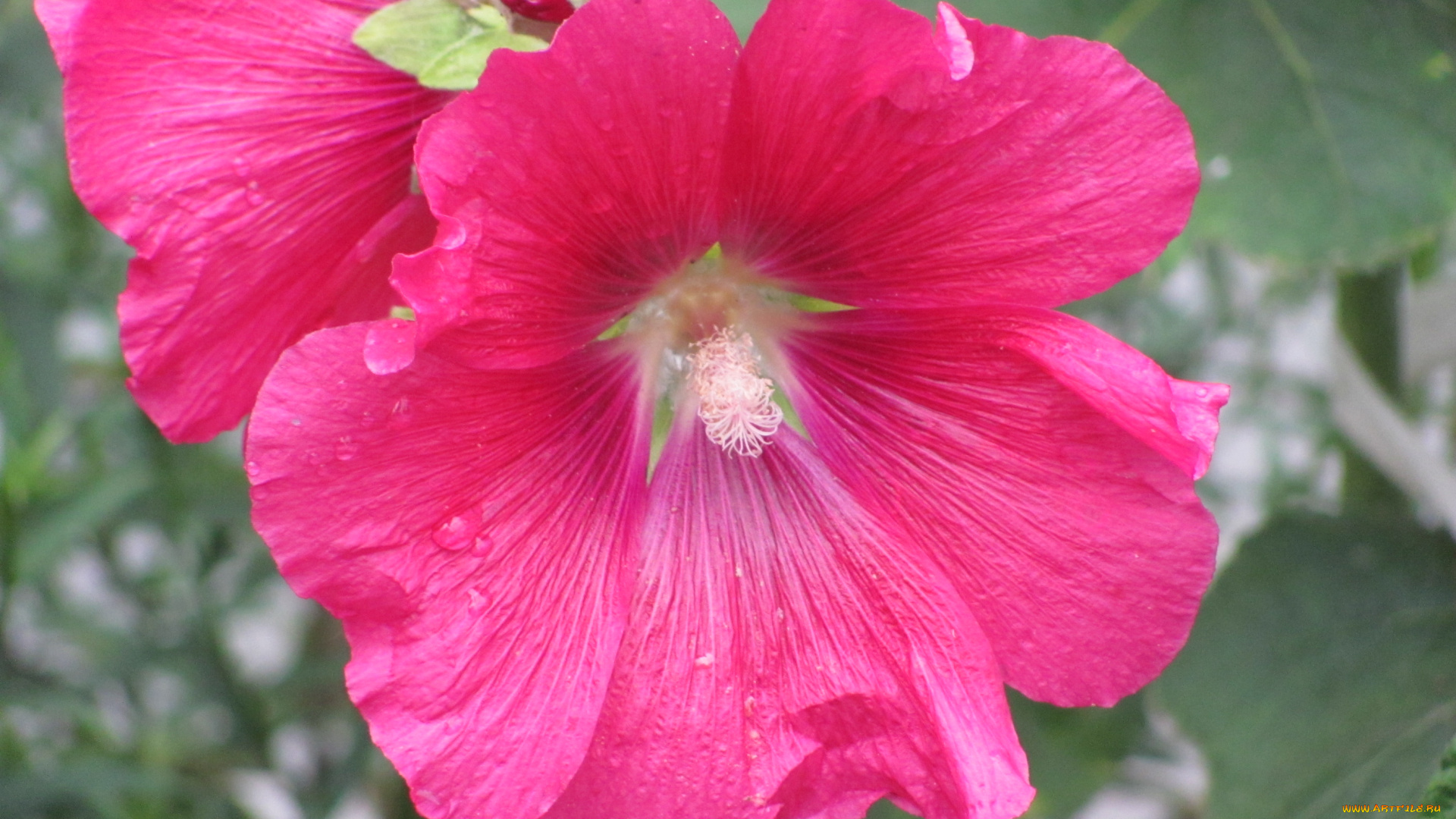 цветы, мальвы, розовый, крупно