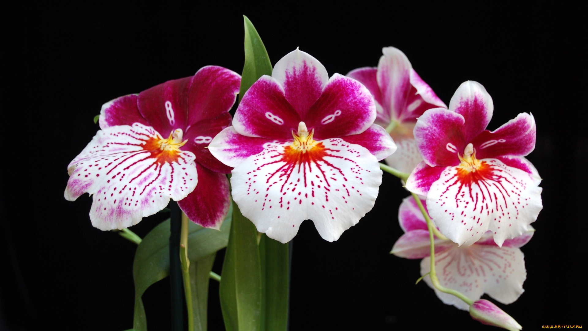 цветы, орхидеи, пестрый