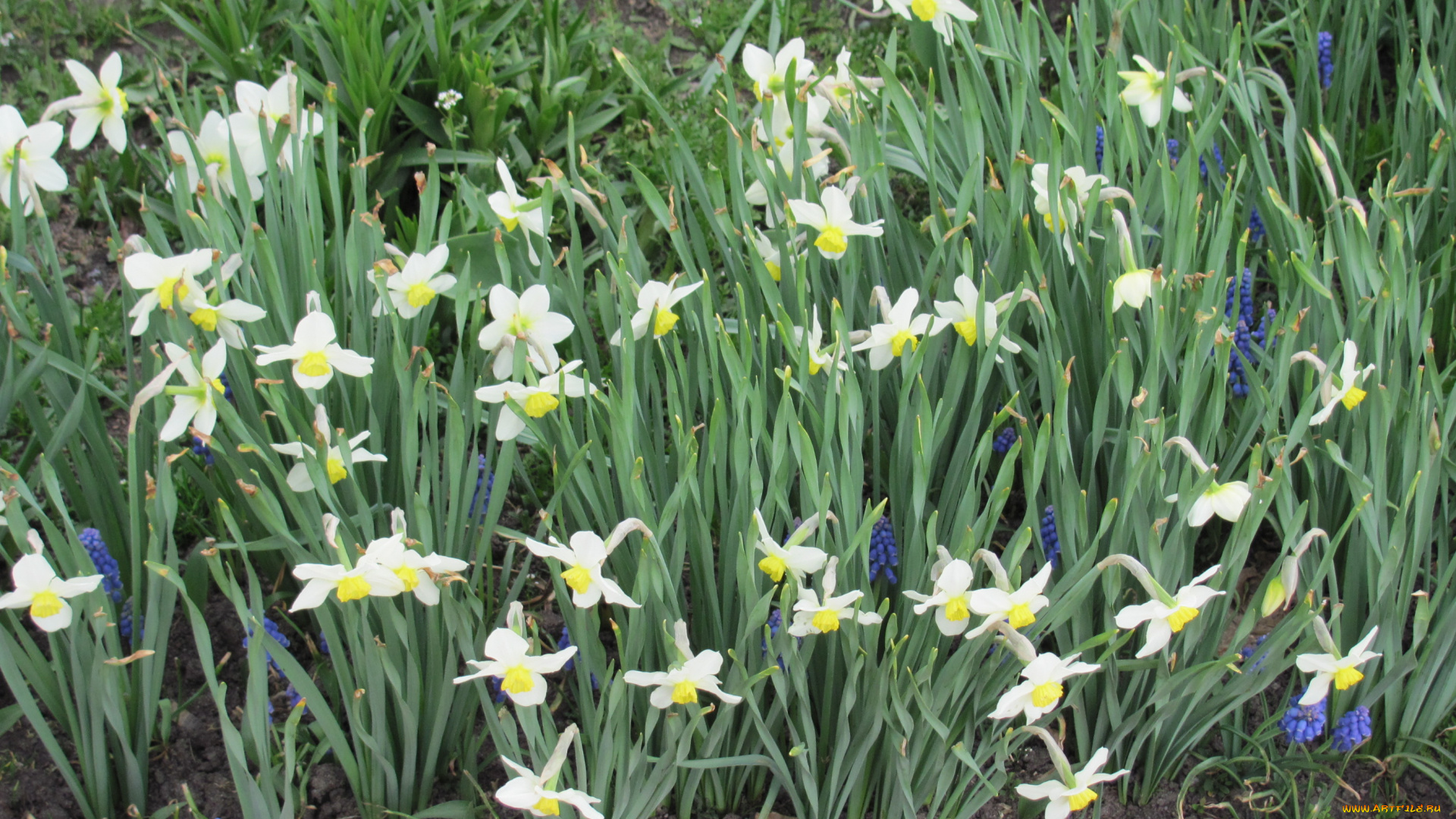 цветы, разные, вместе, белый, синий, зеленый