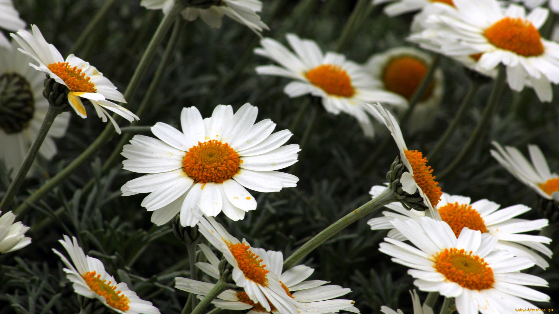 цветы, ромашки, белый, много