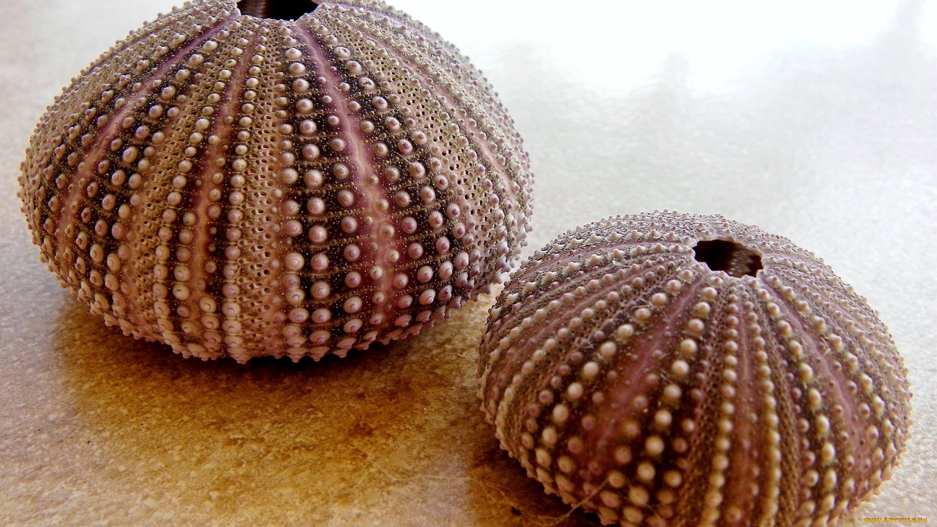 морские, ежи, разное, ракушки, кораллы, декоративные, spa, камни, морской, ёж