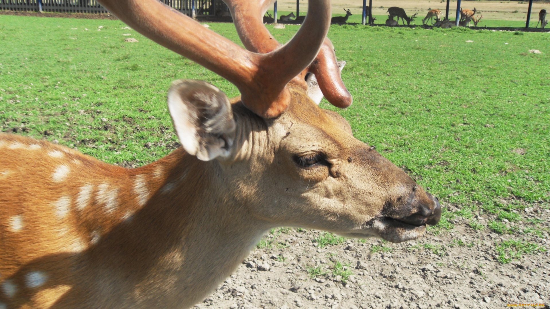 животные, олени, рога