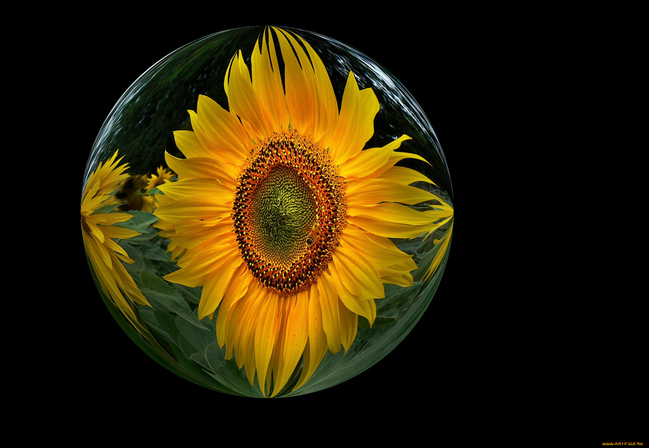 цветы, подсолнухи