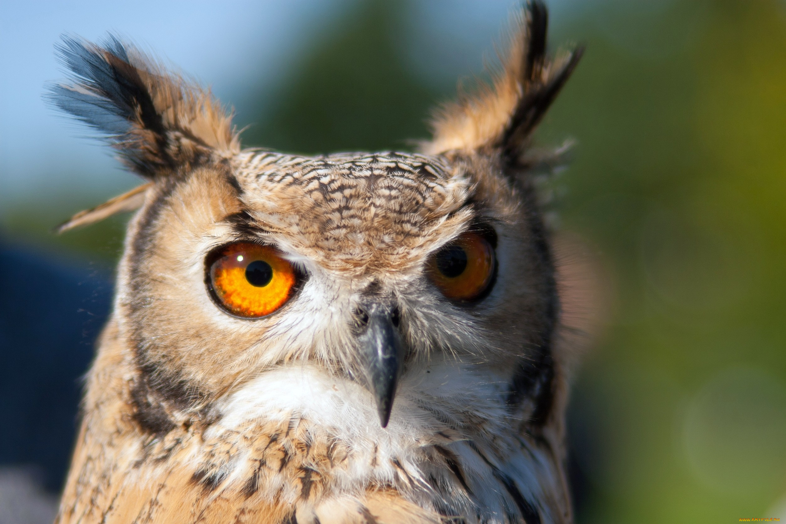 животные, совы, голова, глаза, перья