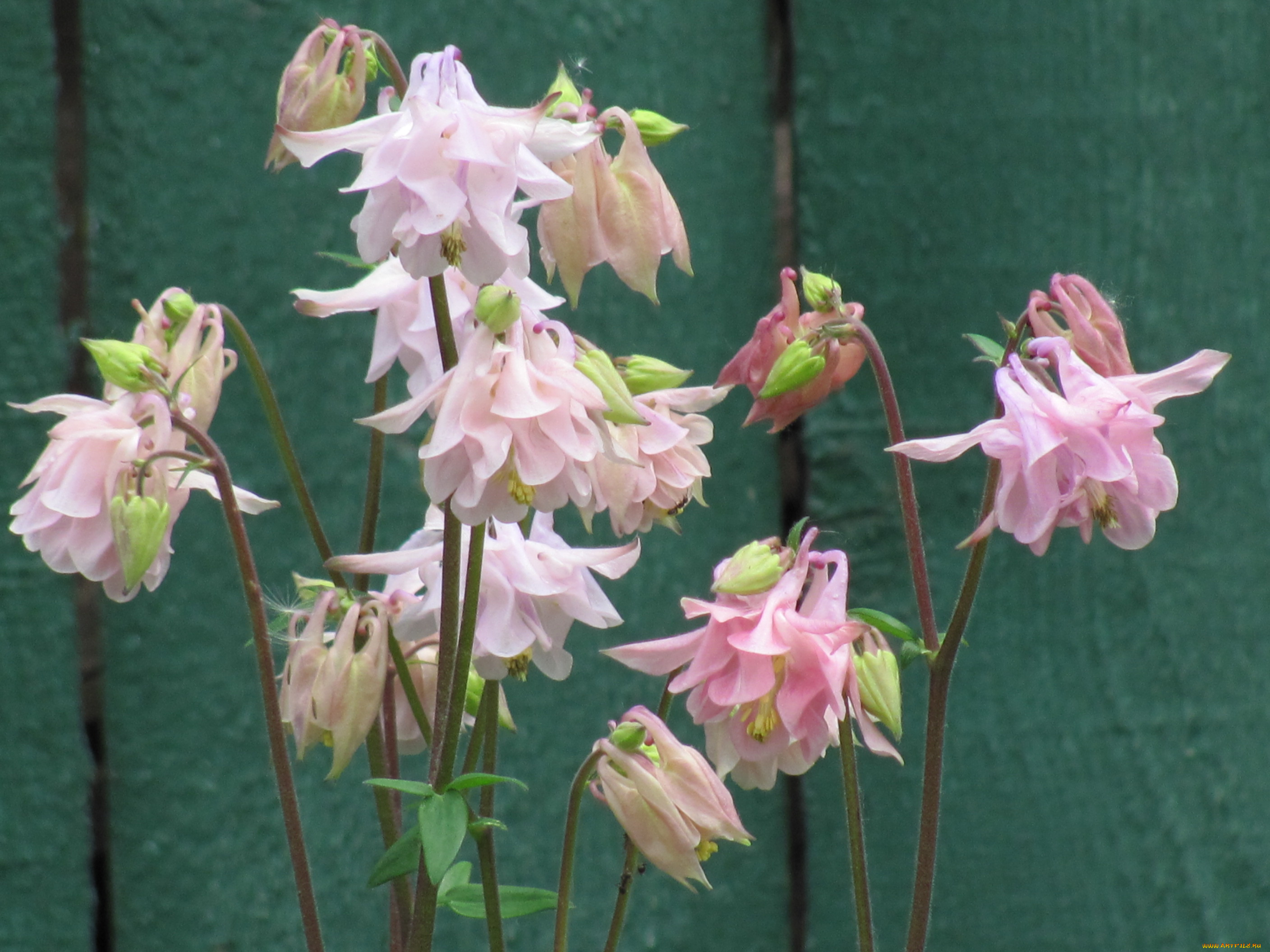 аквилегия, цветы, водосбор, нежные, розовые