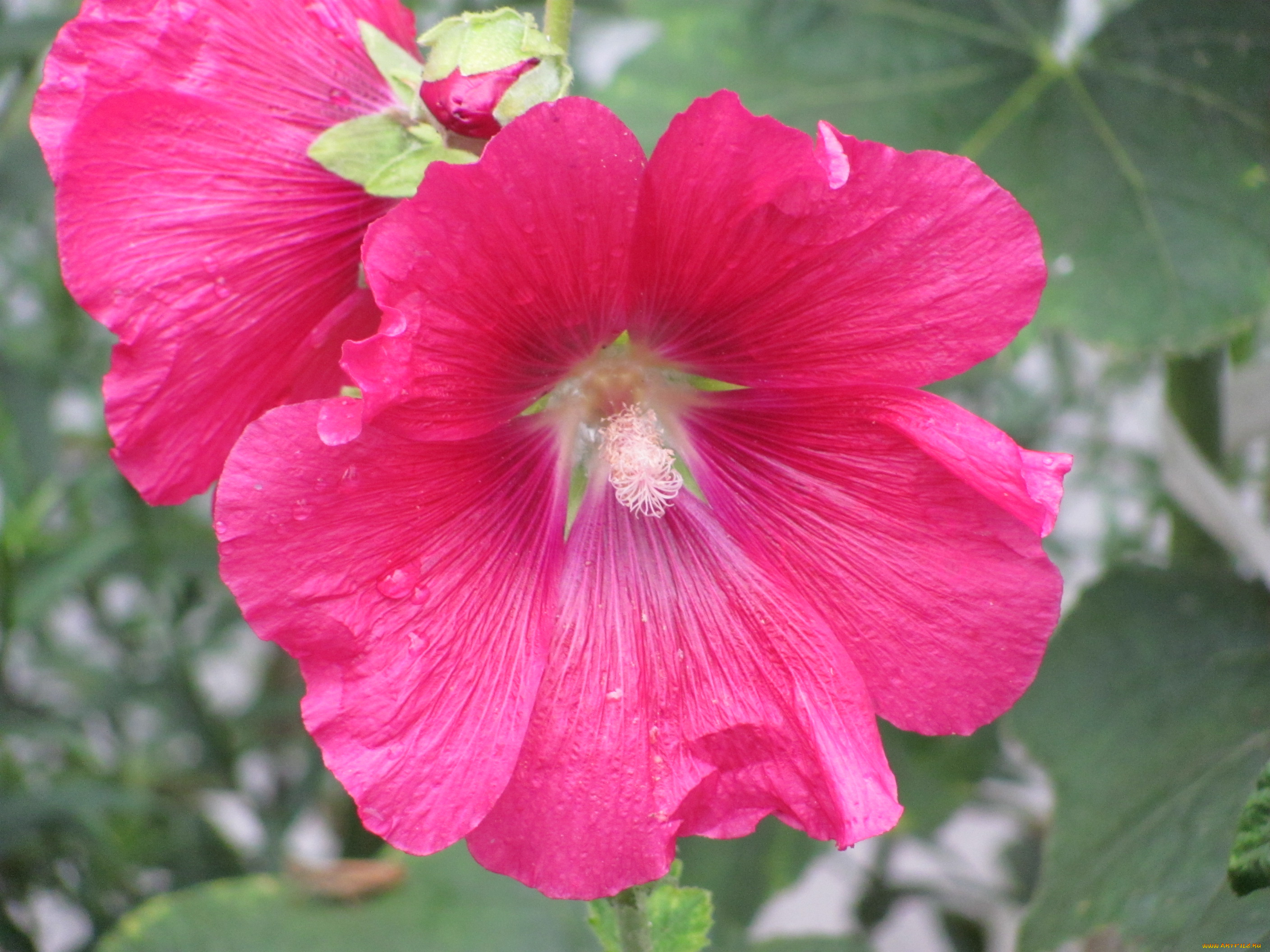 цветы, мальвы, розовый, крупно