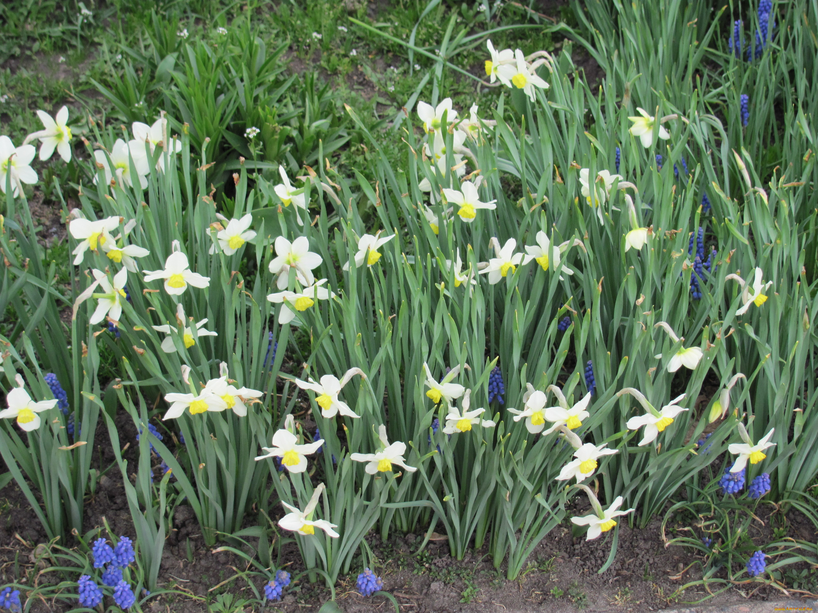 цветы, разные, вместе, белый, синий, зеленый