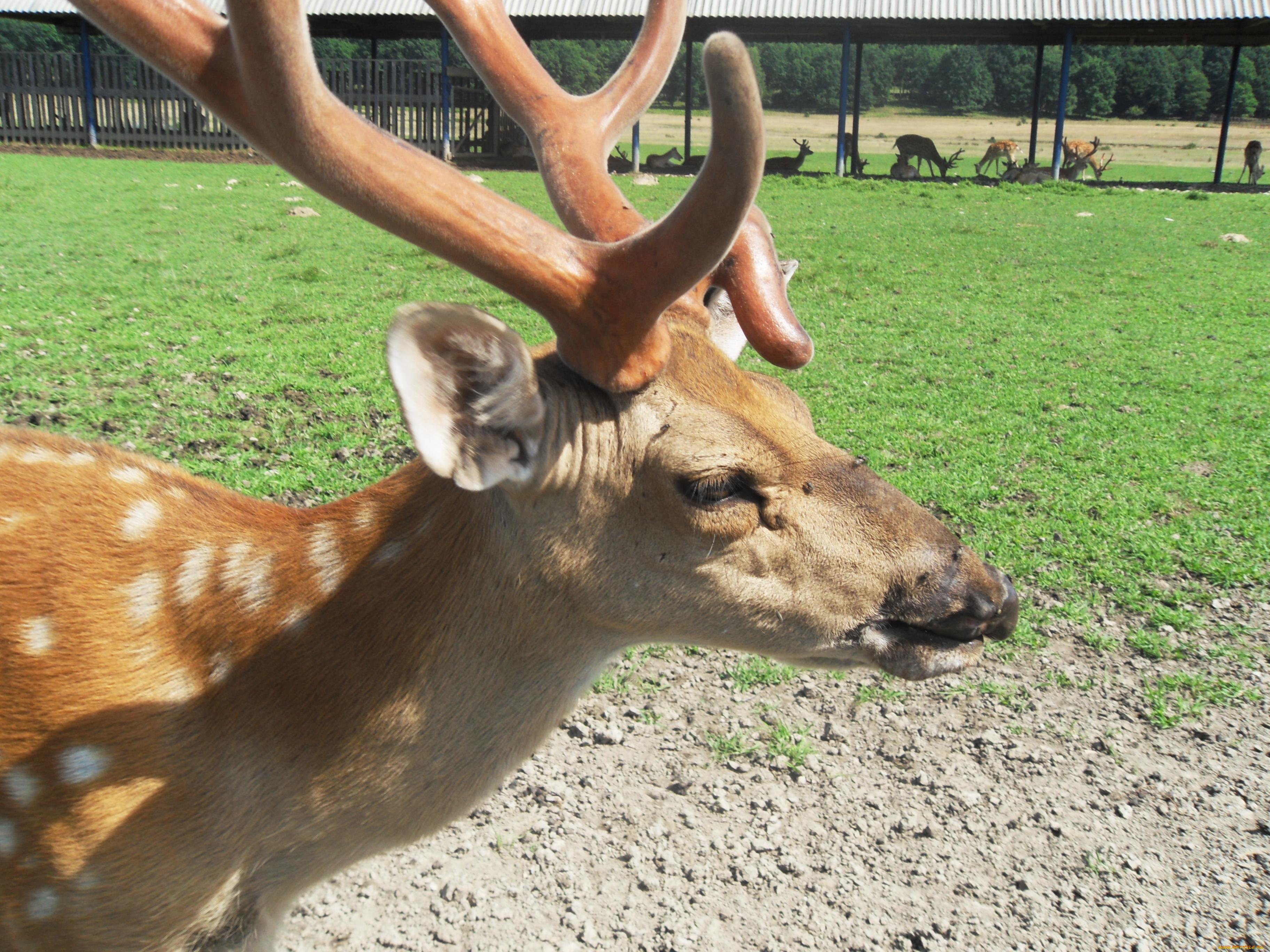 животные, олени, рога