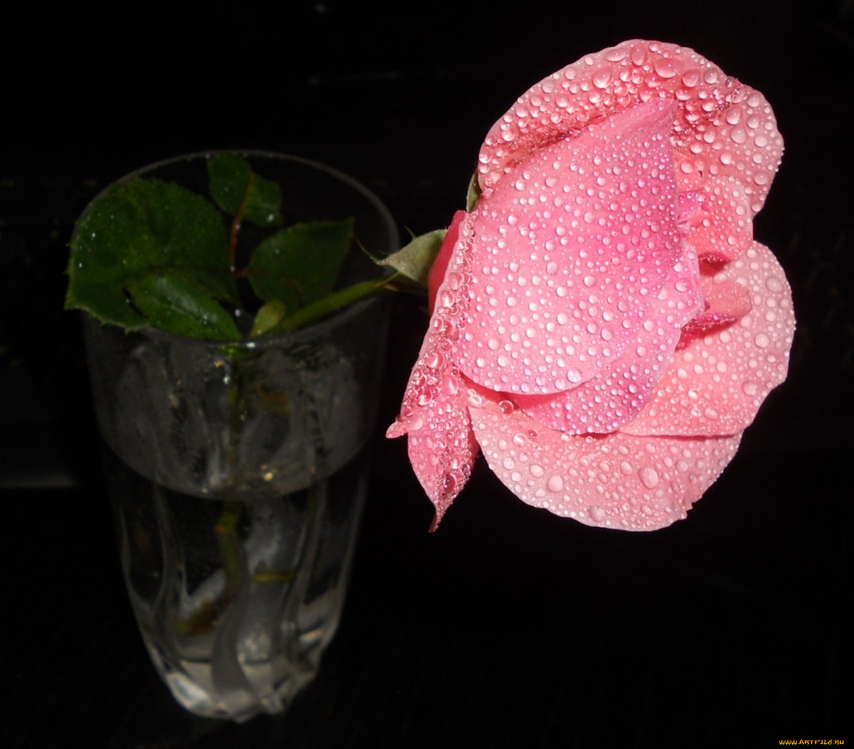 цветы, розы, роза