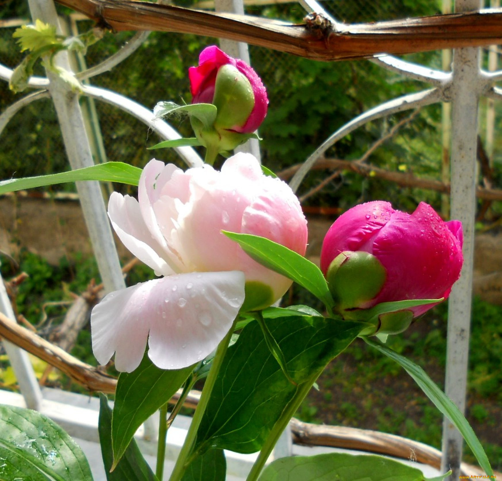 цветы, пионы, пион