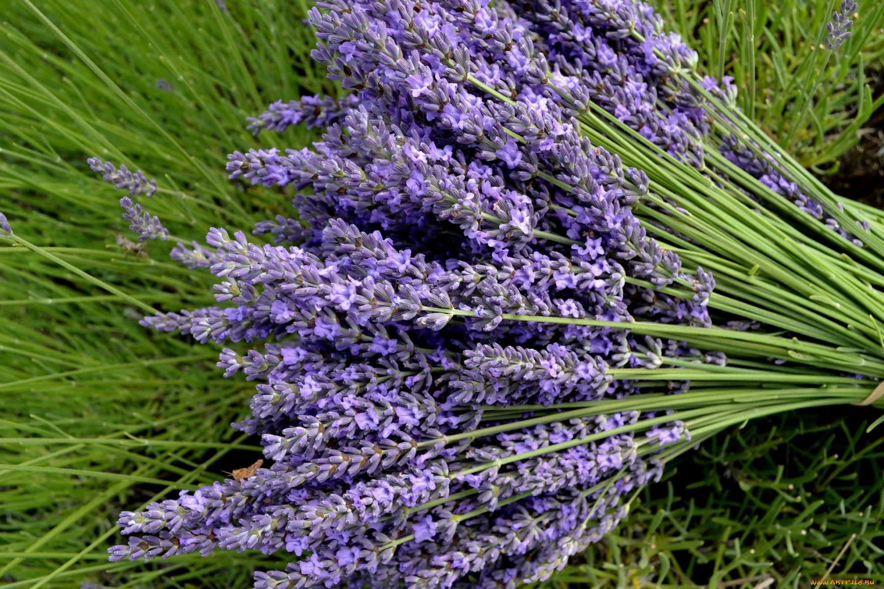 цветы, лаванда, охапка, букет, сиреневый