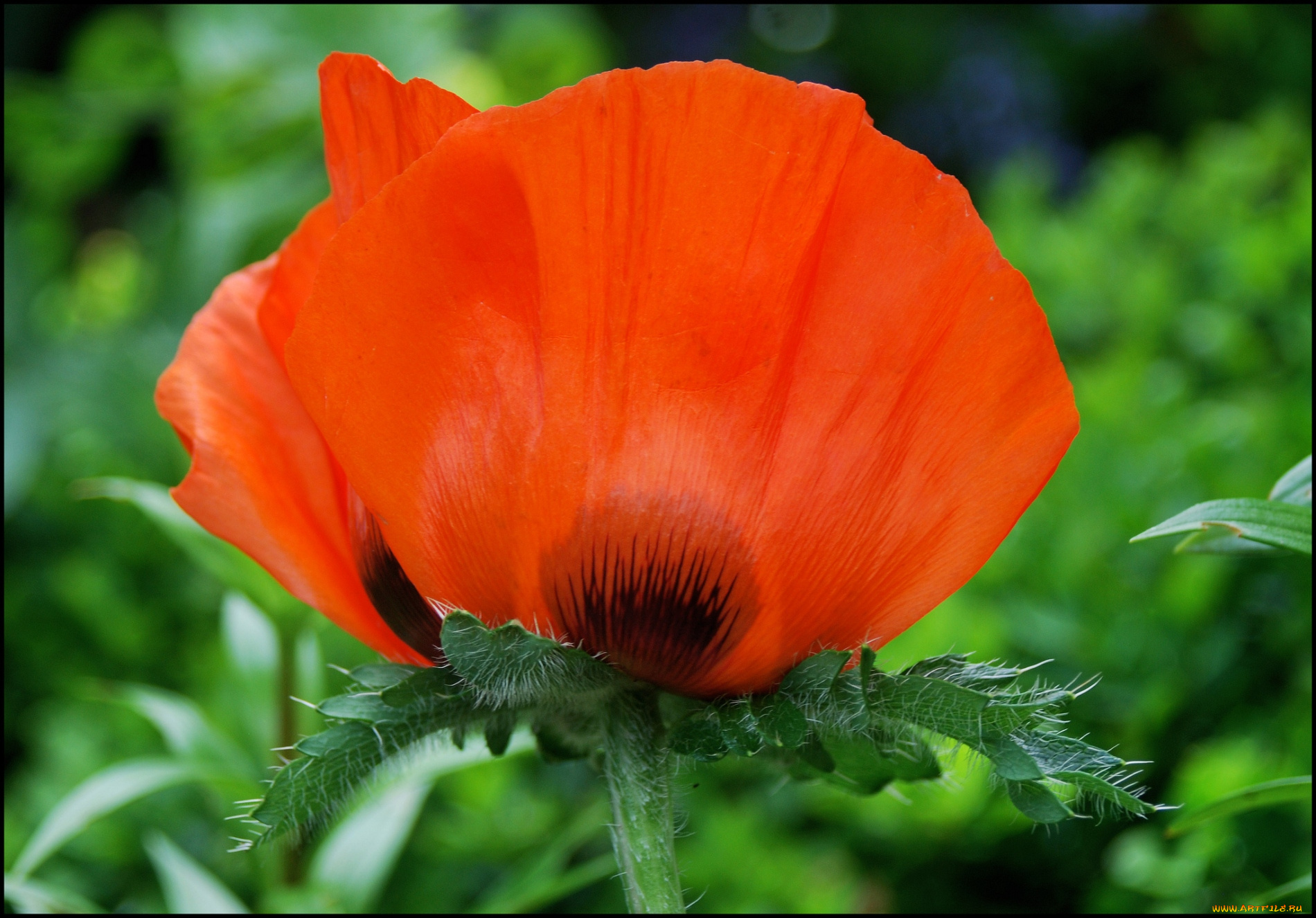 цветы, маки, красный