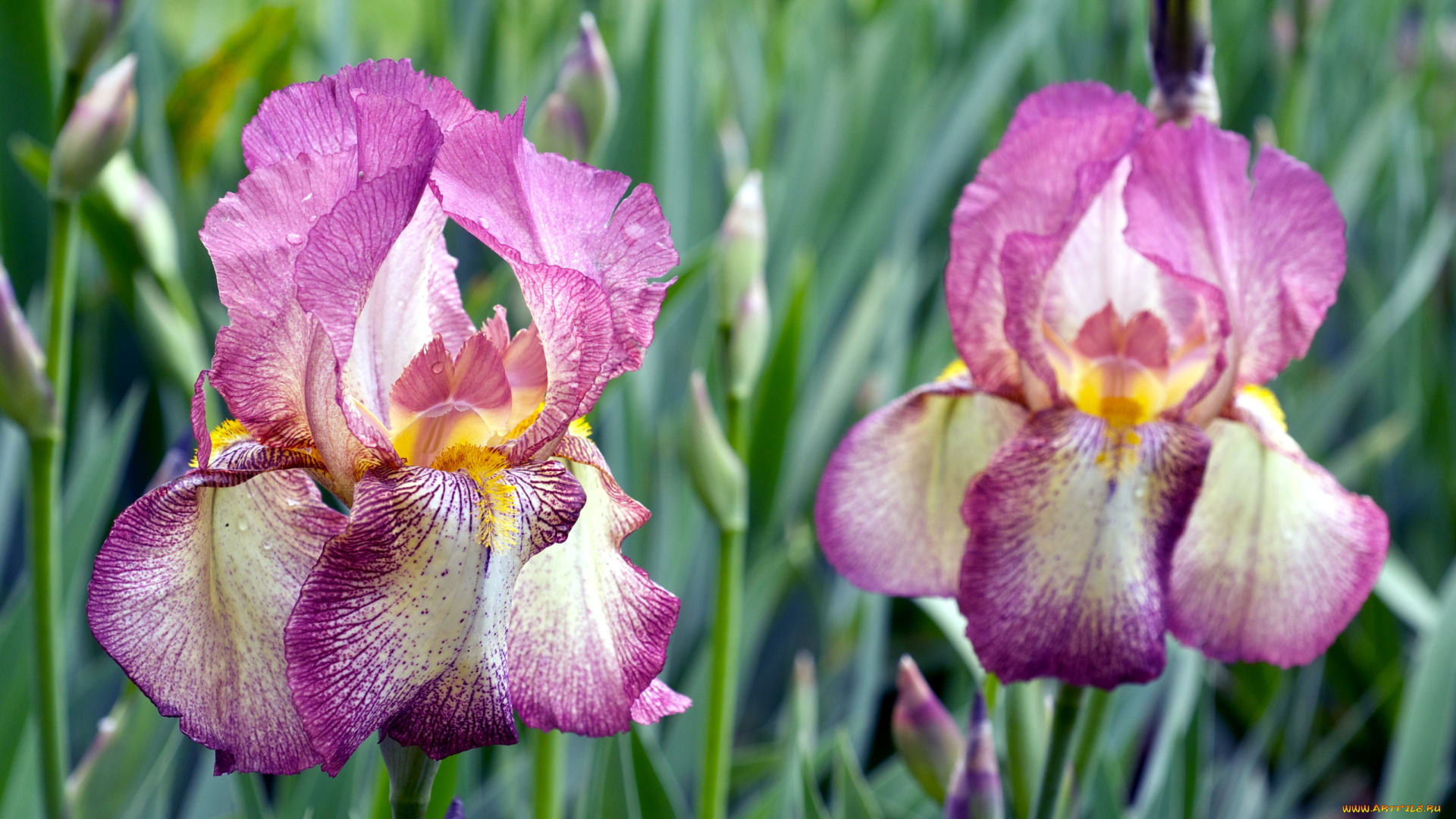 цветы, ирисы, лепестки, пестрый