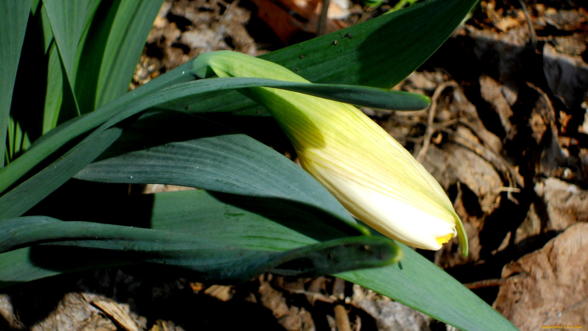 цветы, нарциссы, нарцисс