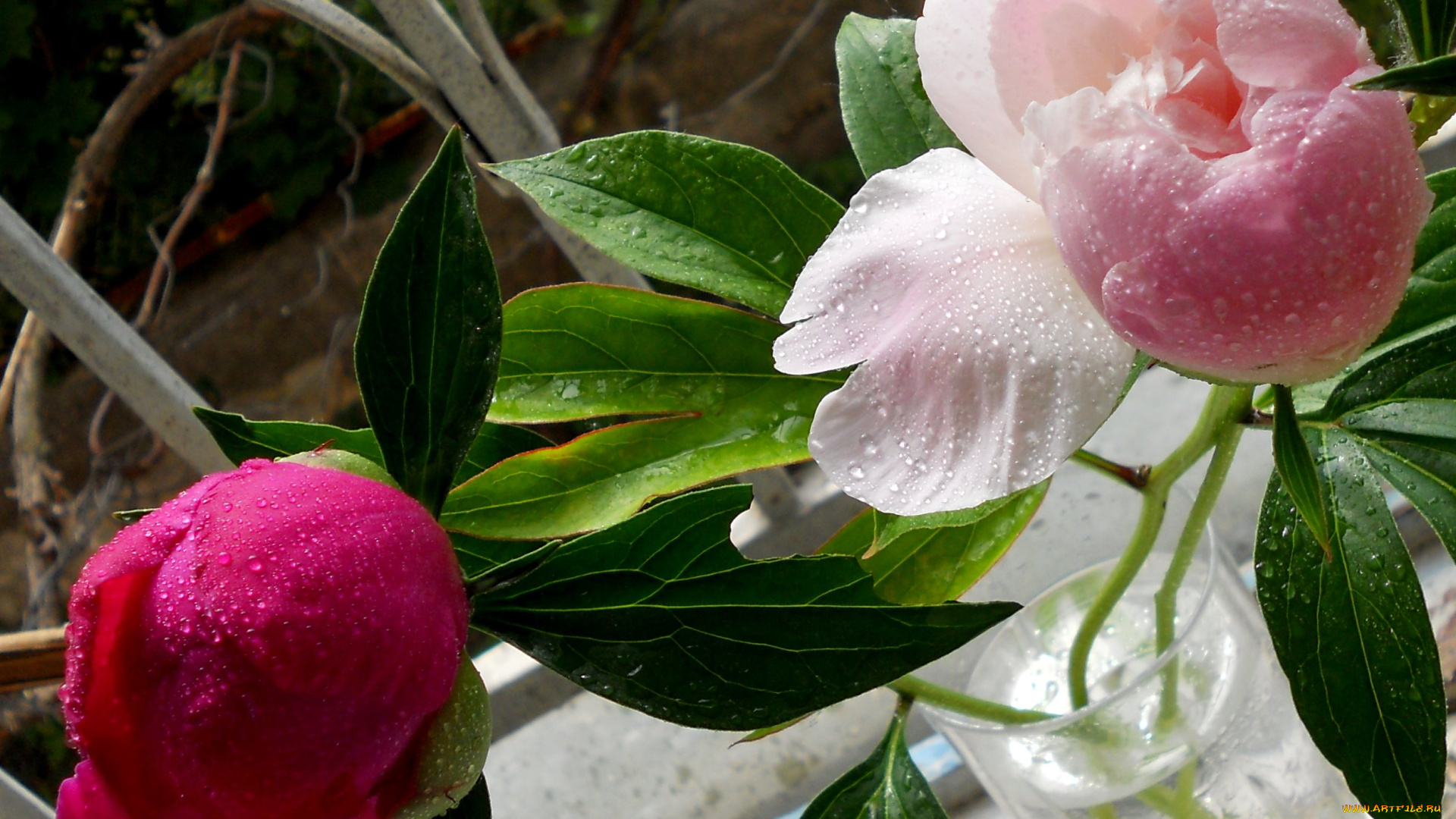 цветы, пионы, пион