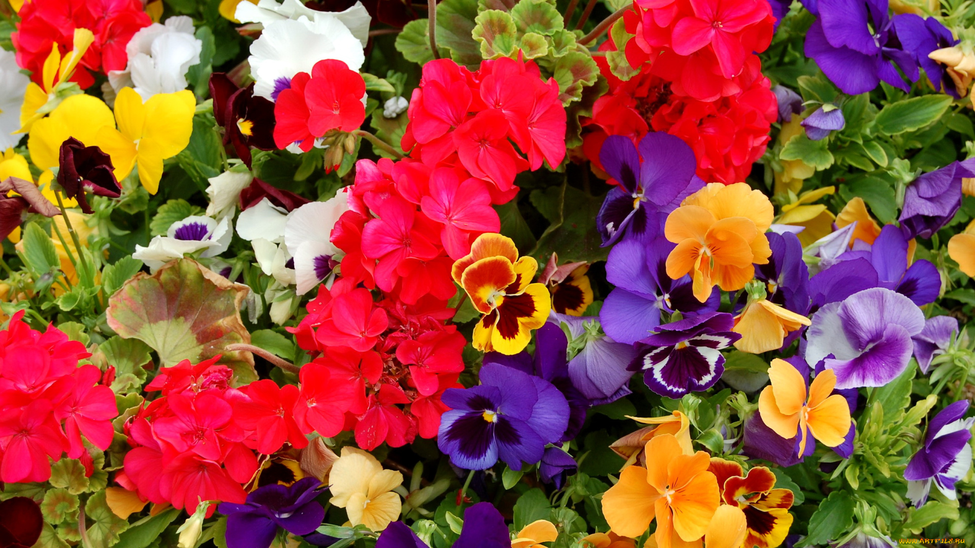 цветы, разные, вместе, анютины, глазки