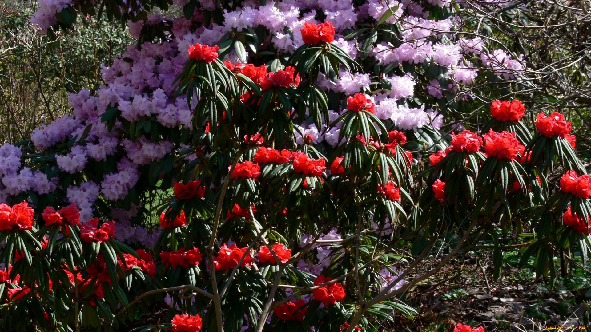 цветы, рододендроны, азалии, родендроны