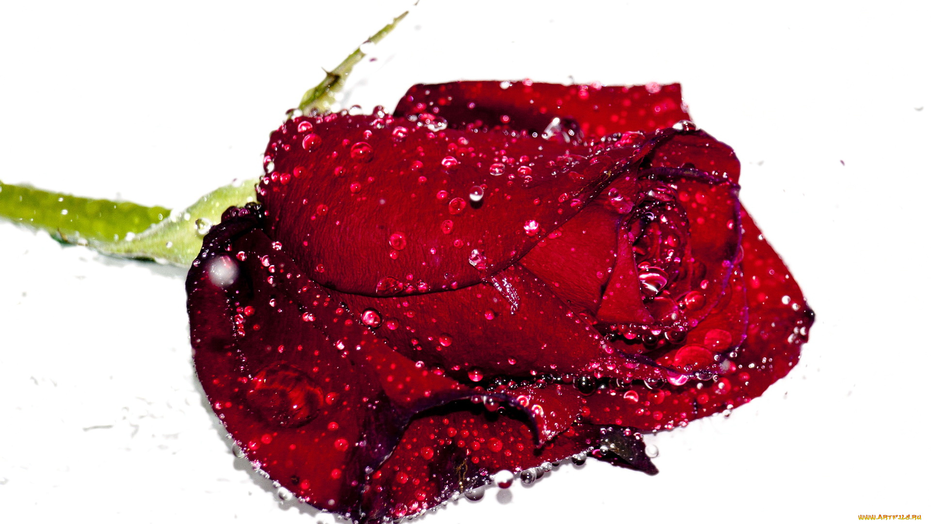 цветы, розы, капли, вода, роза