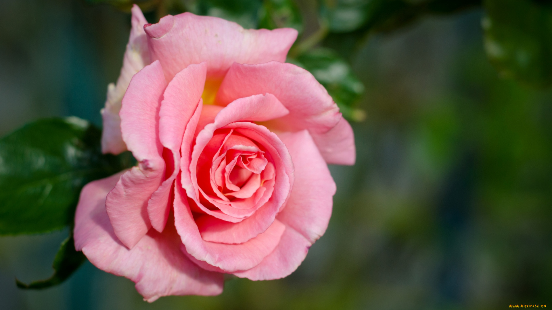 цветы, розы, розовый, лепестки