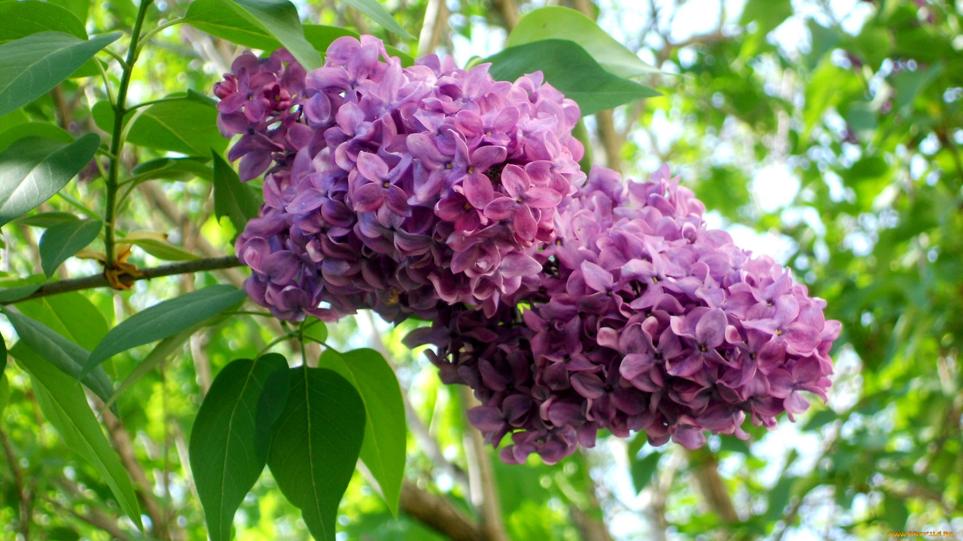 цветы, сирень