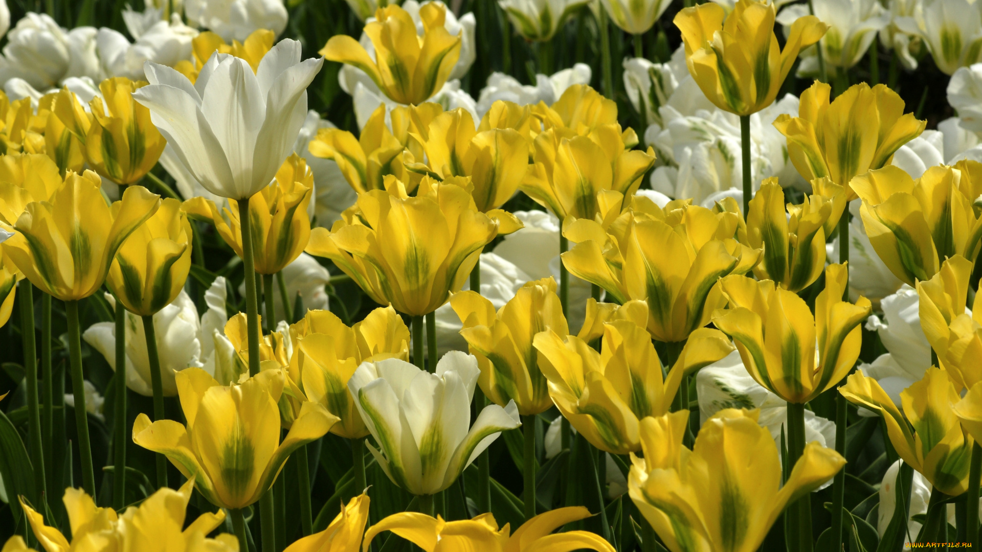 цветы, тюльпаны, белый, желтый, много
