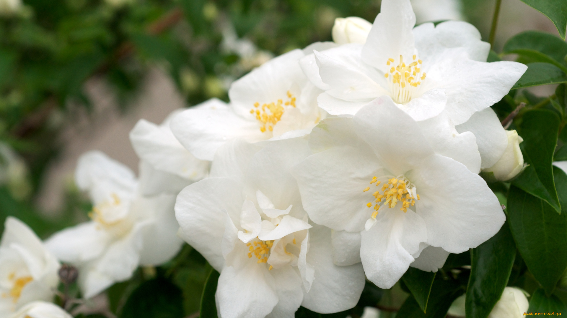 цветы, жасмин, белый, ветка