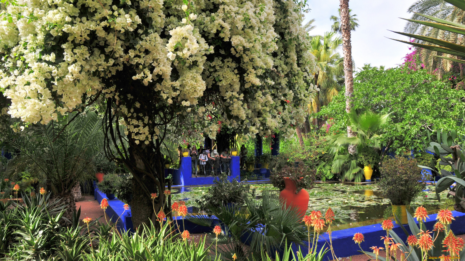 morocco, marrakech, jardin, majorelle, природа, парк, сад, королевский, бассейн