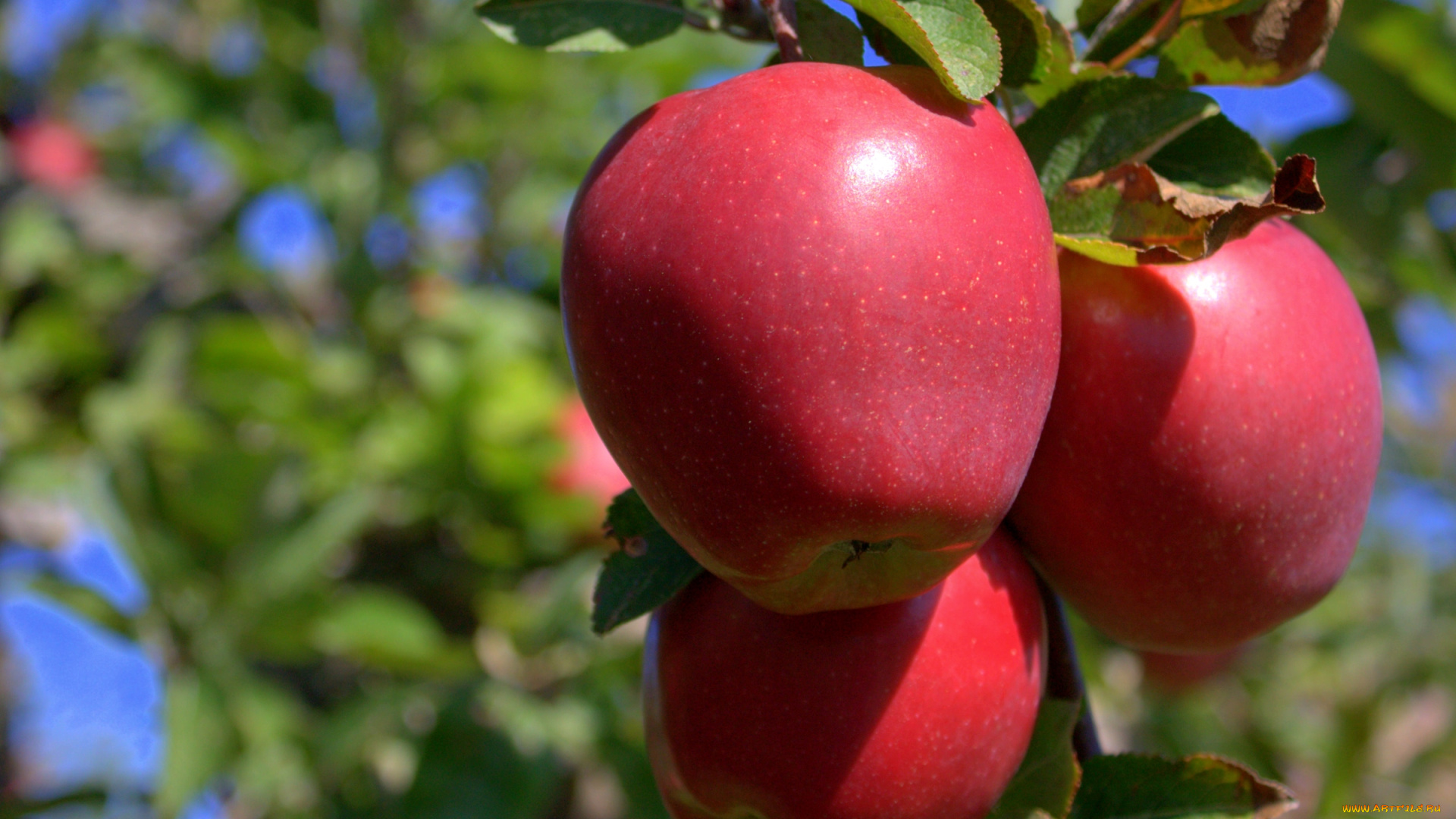 природа, плоды, ветка, яблоки