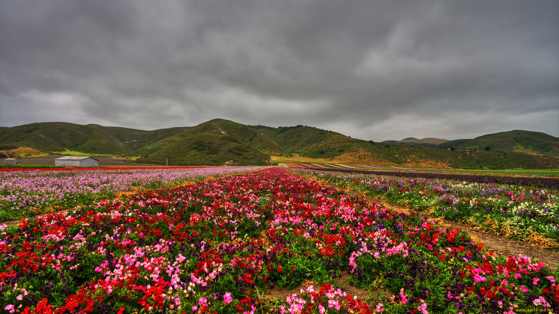 sweet, peas, природа, поля, поле, холмы, цветы