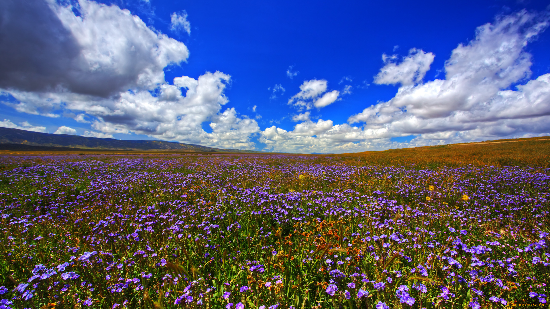 wildflowers, природа, луга, простор, лето