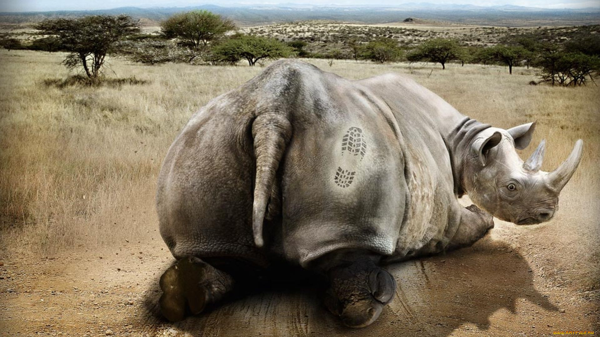 юмор, приколы, савана, носорог