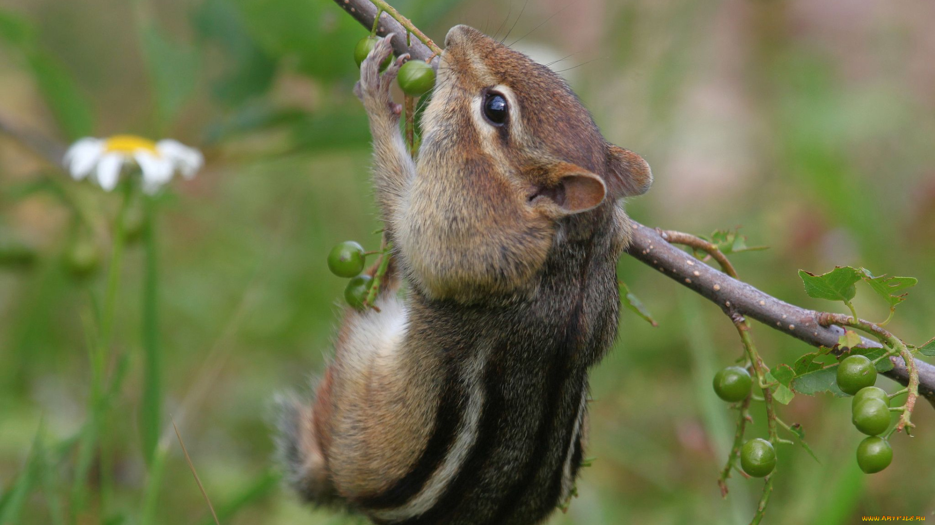 животные, бурундуки, ветка