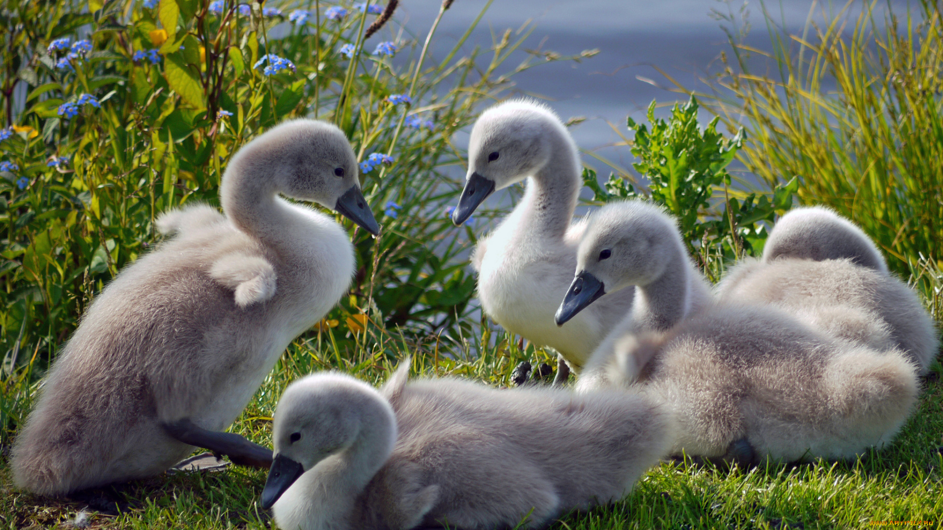 животные, лебеди, птенцы