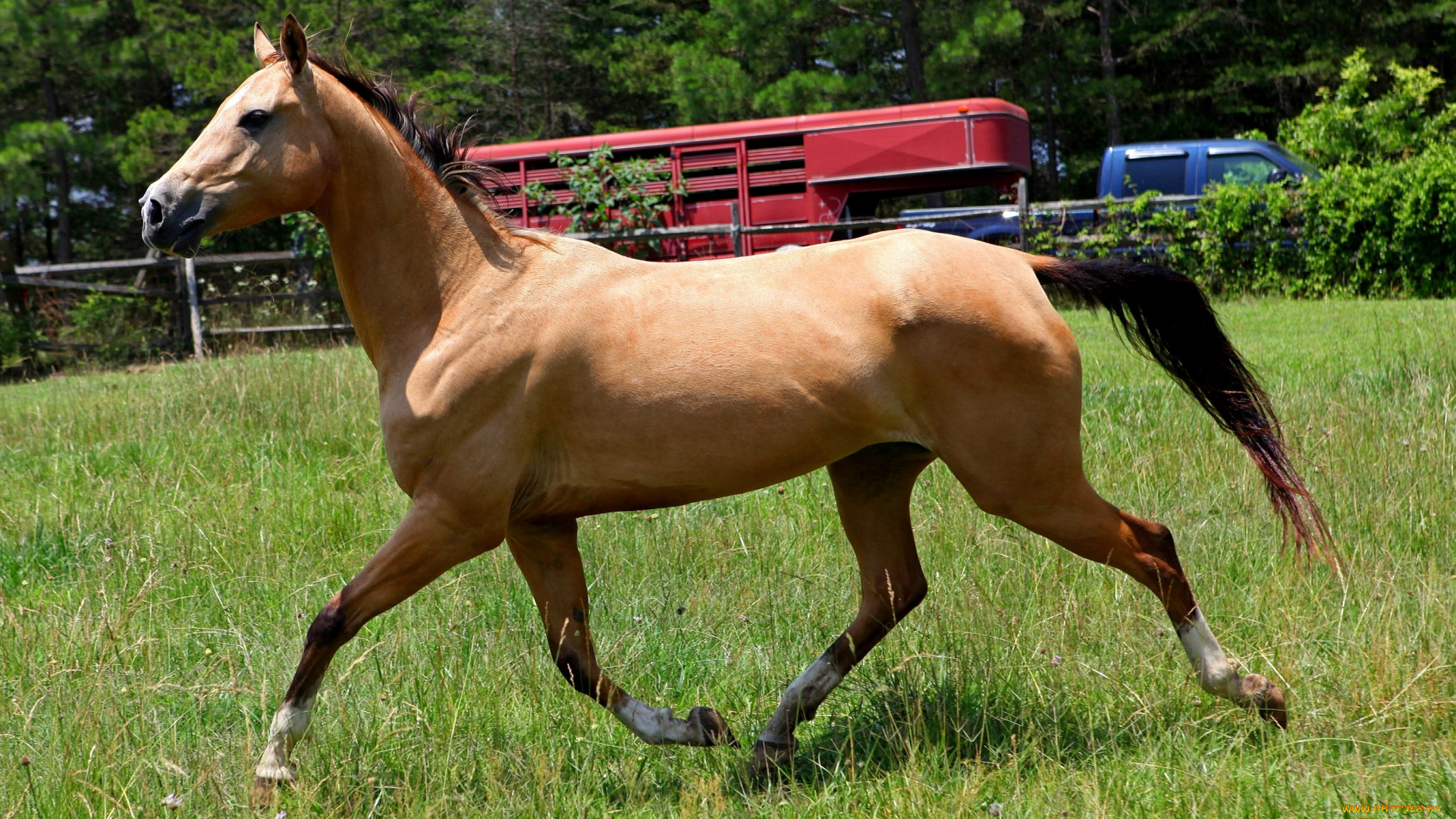 животные, лошади, гнедой, грива