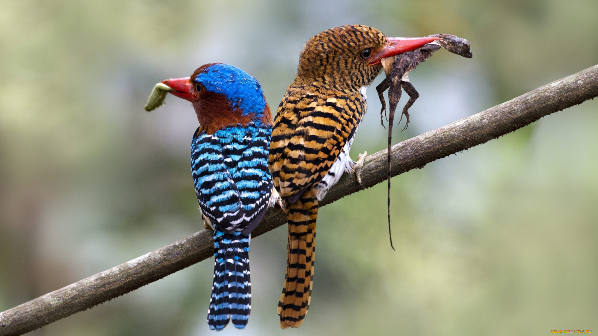 животные, зимородки, пестрый, добыча