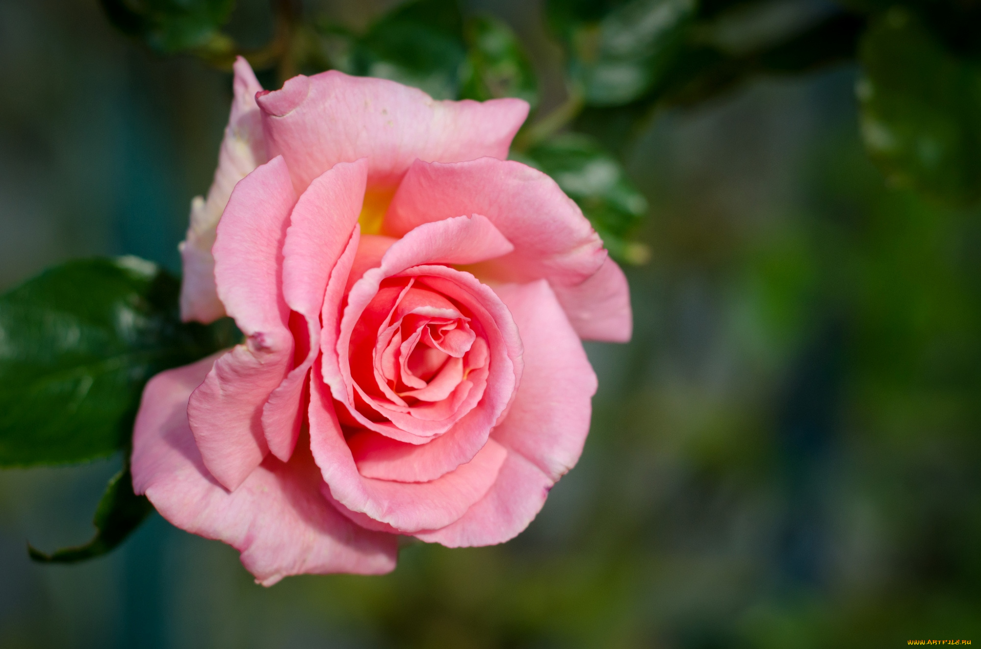 цветы, розы, розовый, лепестки