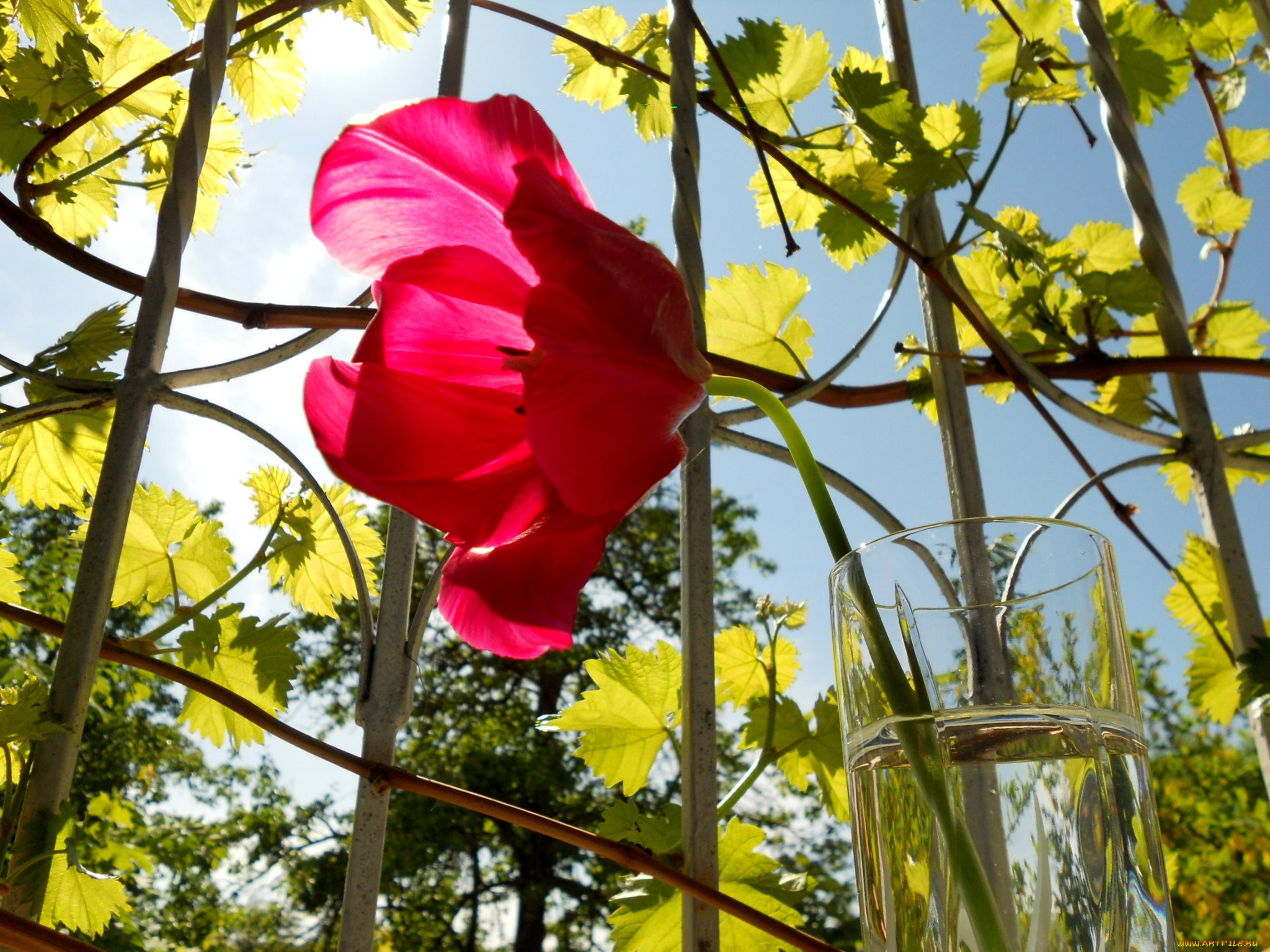 цветы, тюльпаны, тюльпан